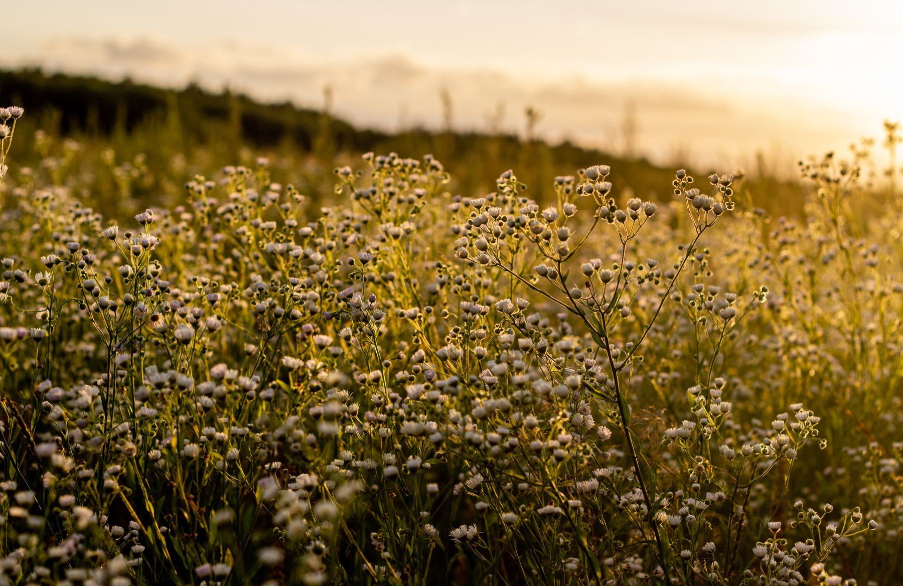 A wildflower meadow at golden hour