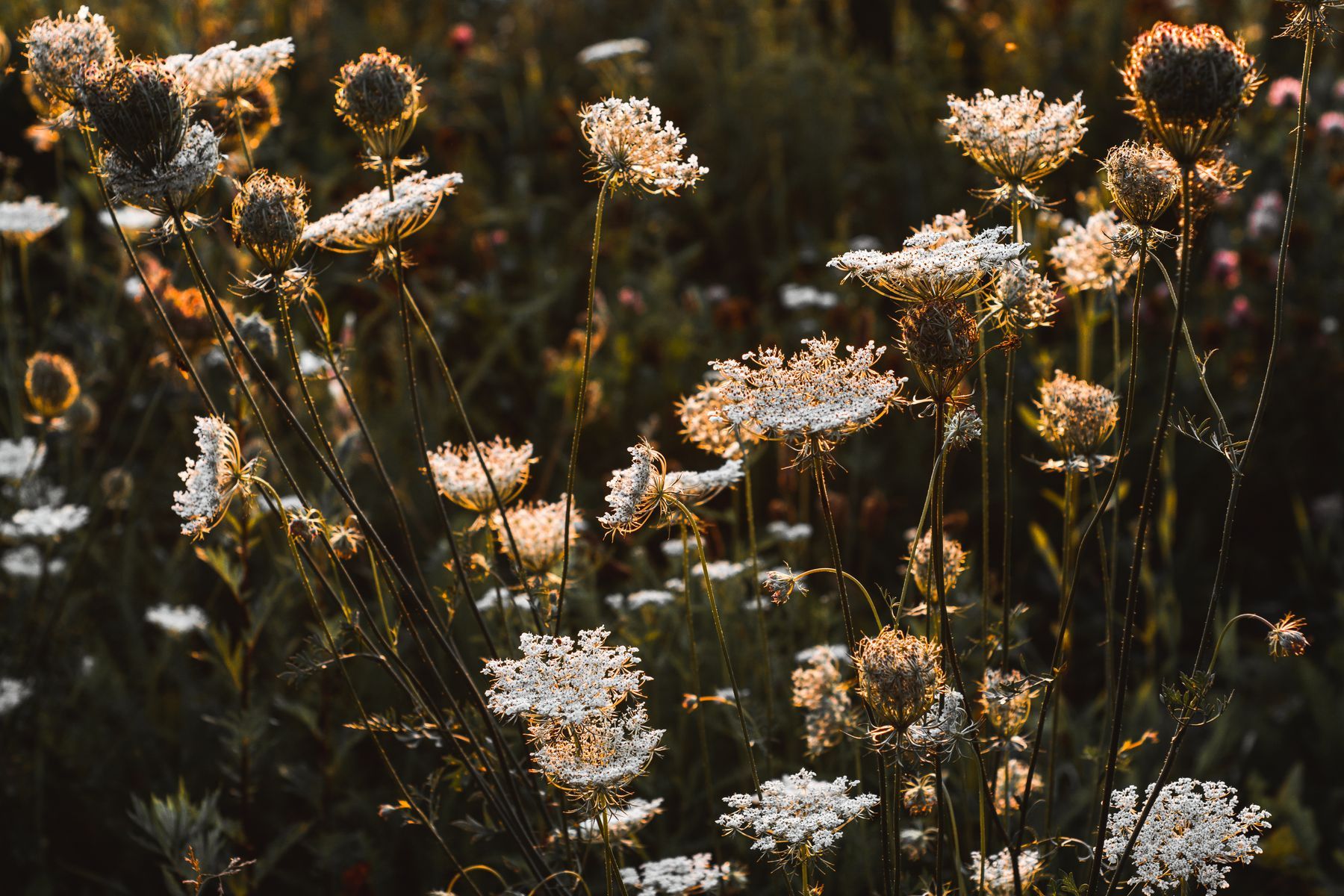 Psalms of the Field